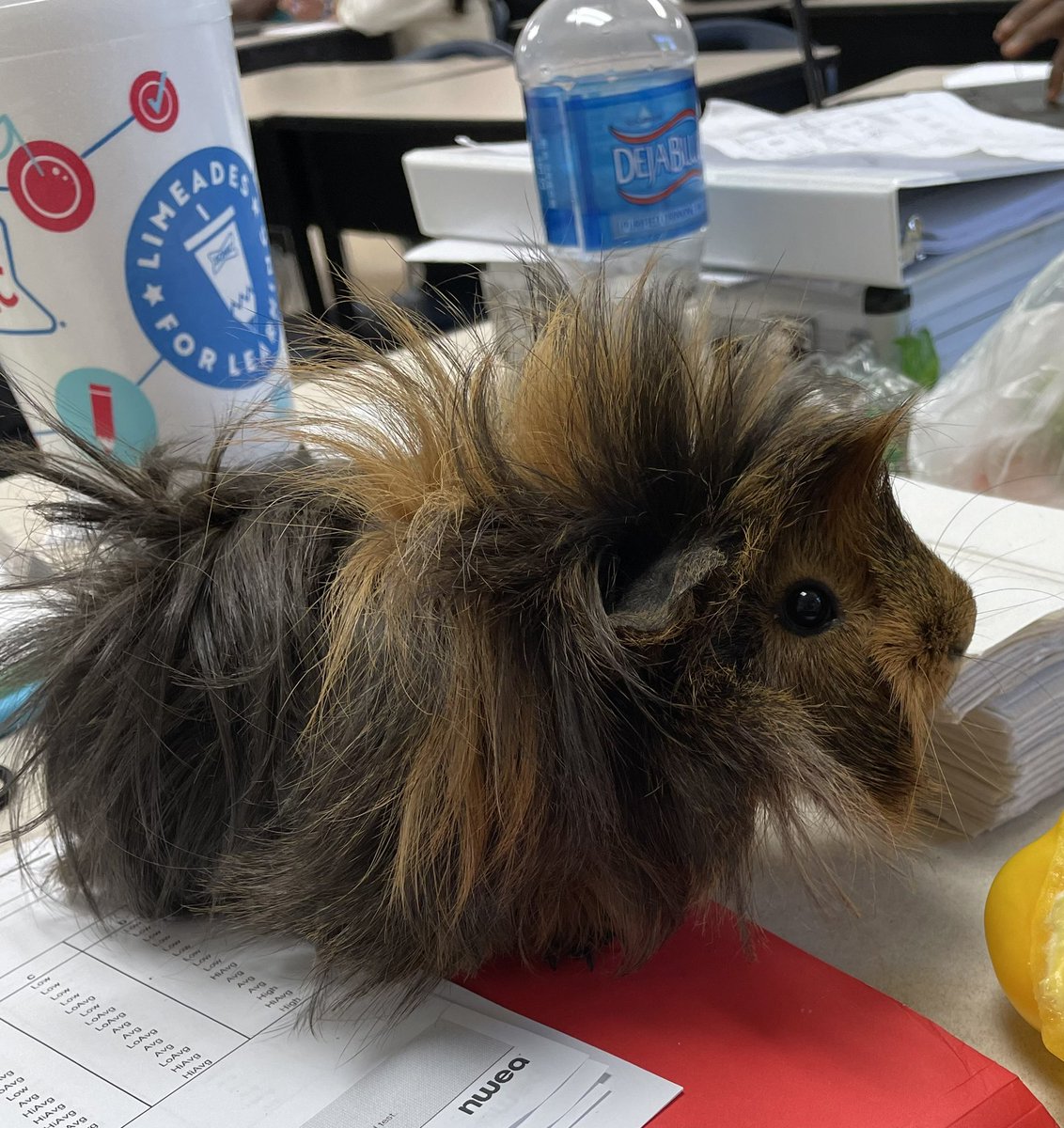 RElmalawany's tweet photo. Tiny Tim is such a good little All Star #achzigerallstars #achzigerelementary #JFL https://t.co/m9YZJBXHOA