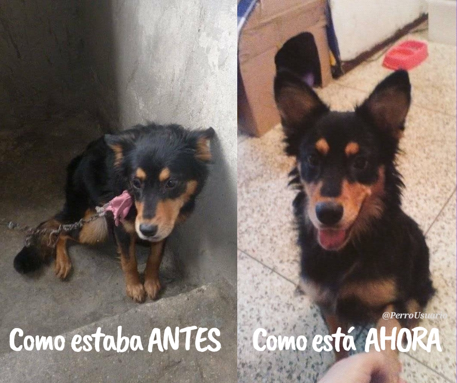 En nuestras manos está hacer la diferencia...
No ignores esos ojitos que te dicen que le prestes ayuda