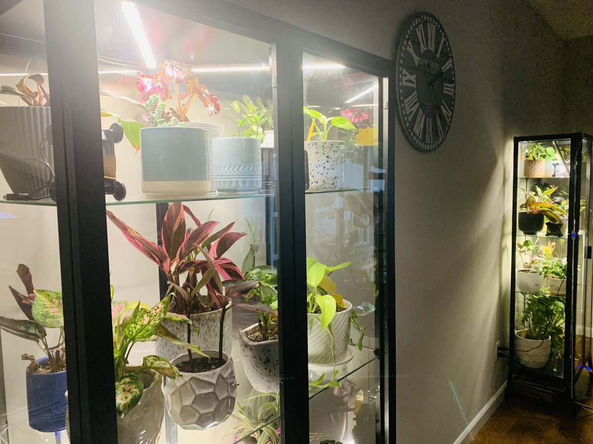 Callie Torres, DO, MS tweet media