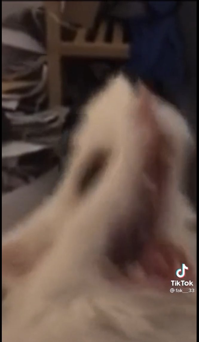 𝑯𝒂𝒘𝒌𝒔 (@scxrlet_wings) on Twitter photo 