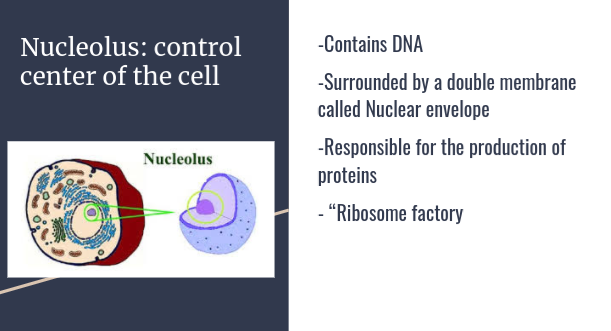 nucleolus21's tweet photo. The nucleolus plays a big factor in the growth and metabolism of the cell. Without the nucleolus controlling the activities of the cell, the cell would not be able to function properly.@murphyapbio #votefornucleolus https://t.co/GGMNxxB6qy