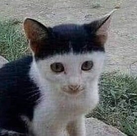 yangyang as cats! tweet media