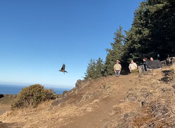 KLCCOregon's tweet photo. After more than 90 days' rehabilitation, a happy ending for beleaguered falcon chick, 'Princess': https://t.co/6ba0MaGOdG https://t.co/k2a6lup8VG