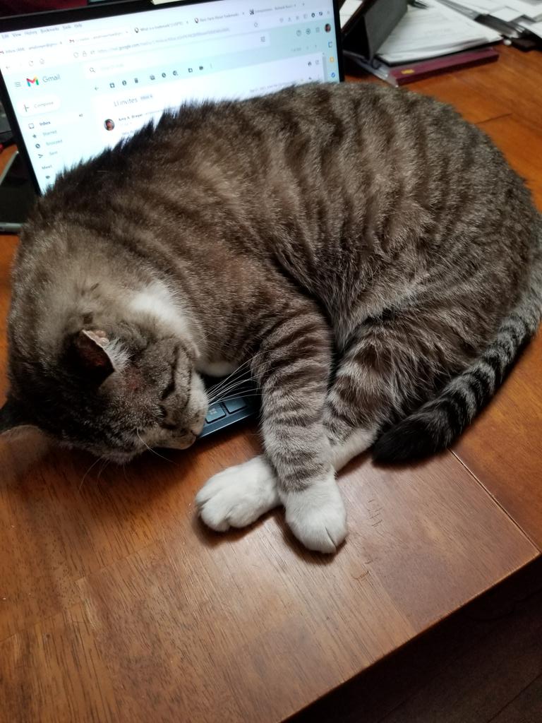 tmsherpa's tweet photo. True, I was checking my email. But this seems to be taking advantage, no? #trademarks #cats https://t.co/QdrQYQK1gA