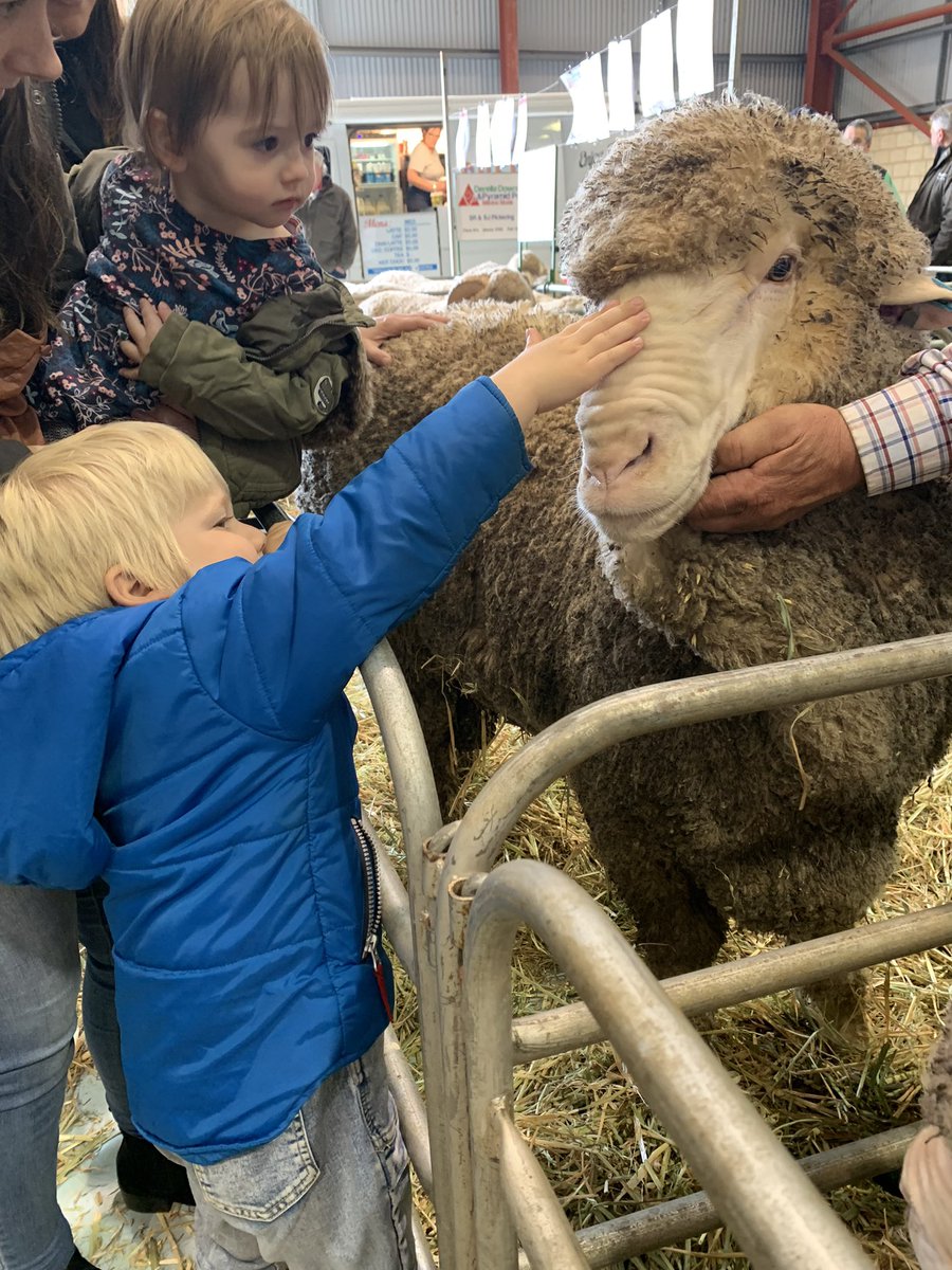 merino_wa's tweet photo. Are you heading to the @PerthRoyalShow ? Be sure to come along to the Sheep Pavillion and check out the merino judging, starting 9am on Sat 25th, concluding Sunday afternoon. Remember: tickets are only available online. #perthroyal #merinojudging #sheepshow #sheepgalore https://t.co/qdbwFgsUcV