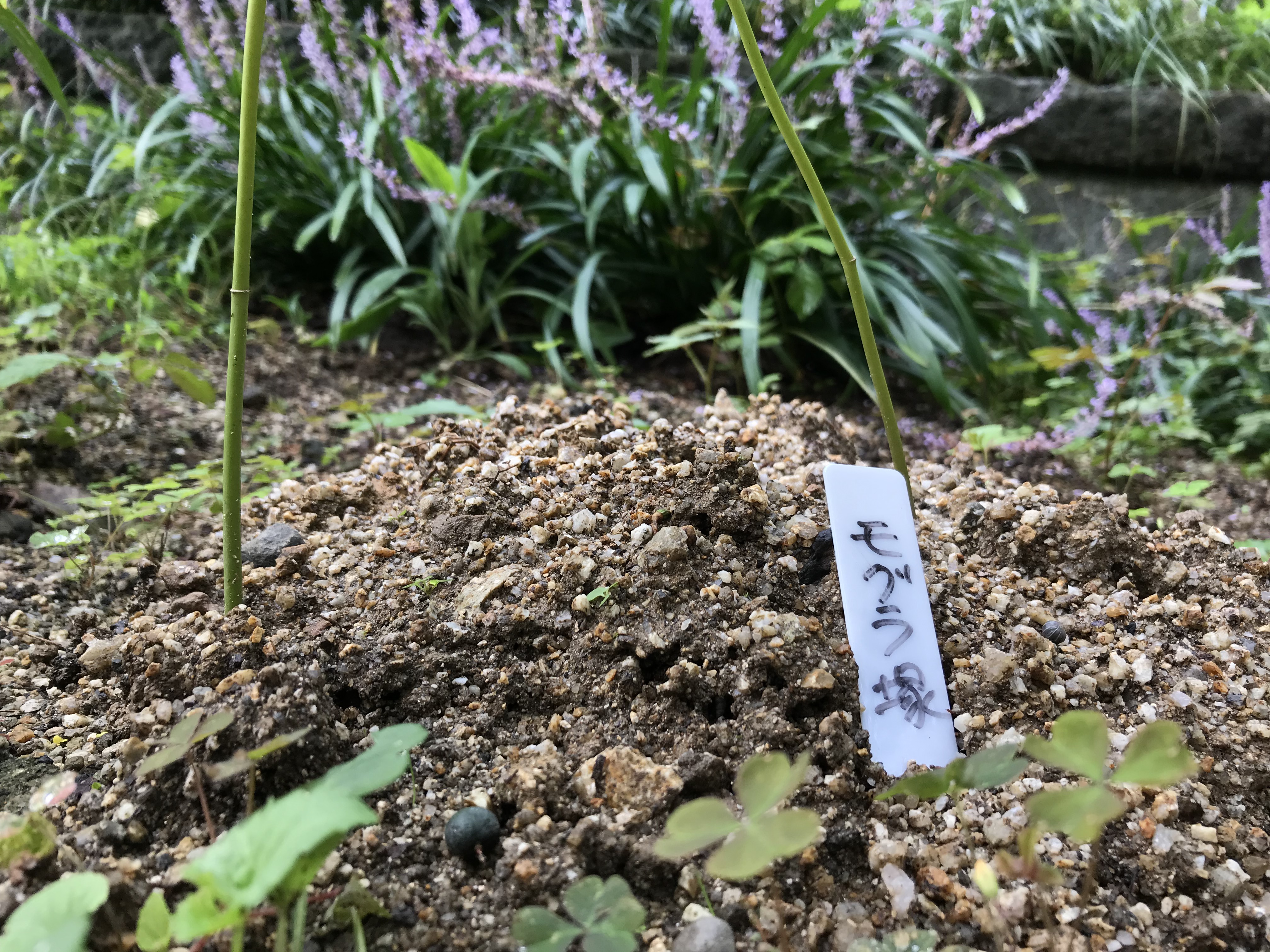 愛媛県立とべ動物園 公式 Twitterissa 正面入口ゲートの花壇にある モグラ塚 に名札を付けたところ 手を合わせてくださる方がいらっしゃいました モグラがトンネルを掘ったときに地上に押し出した土の山のことを モグラ塚 と呼びます 興味を持って