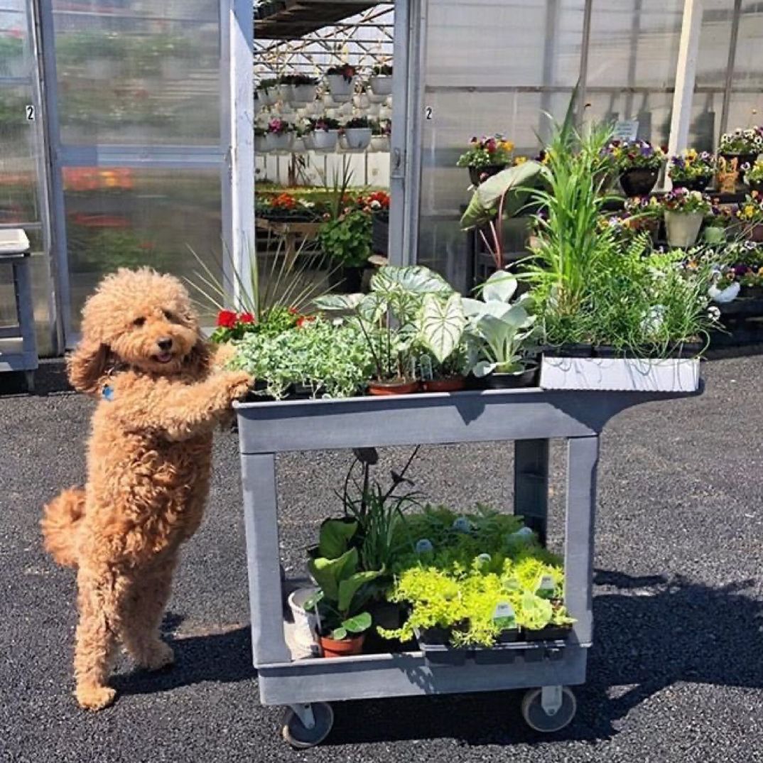 insuIting's tweet photo. Could I interest u in a plant? https://t.co/jdbcjoS813