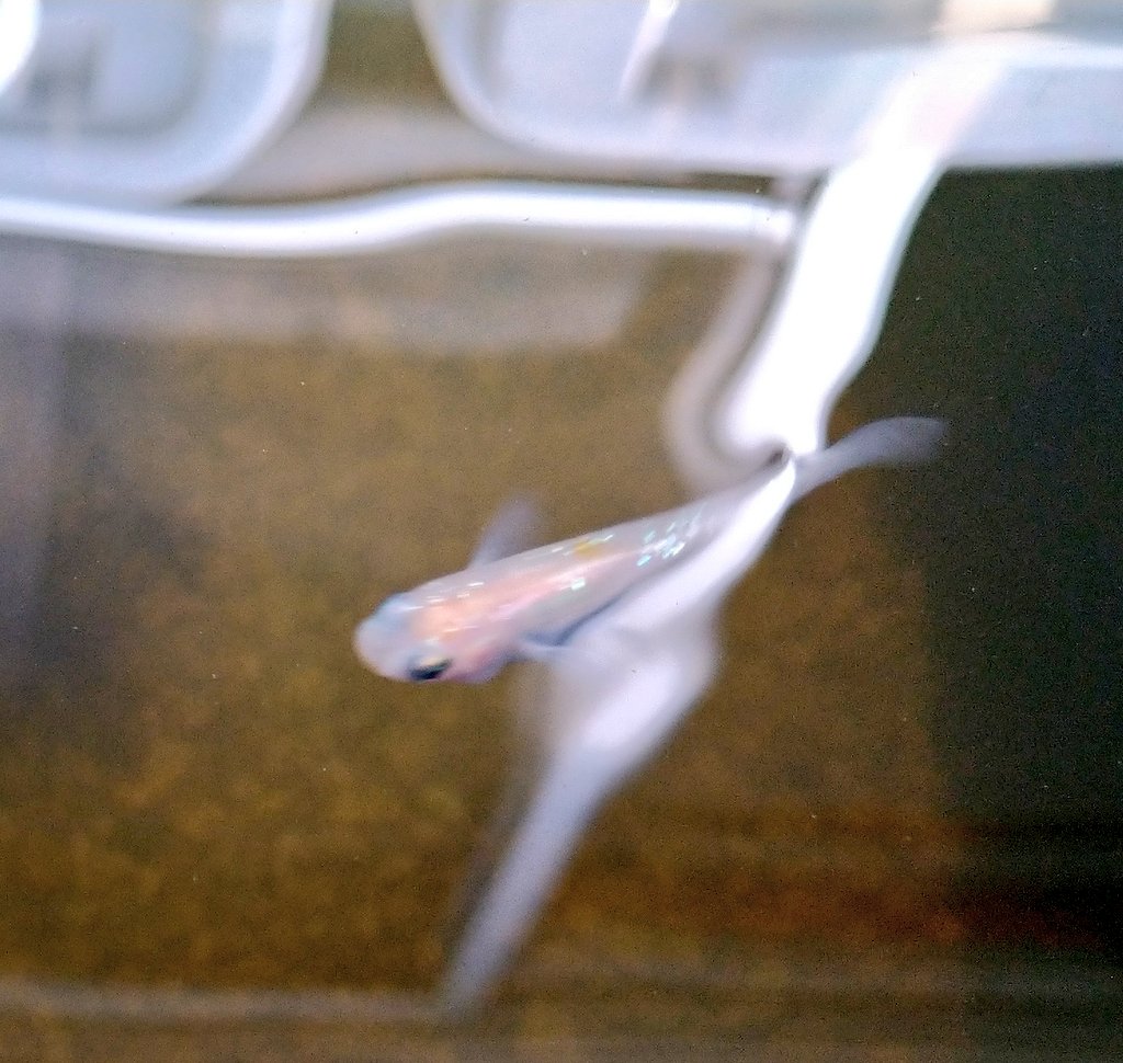 ピンクラメ Trsene V Twitter