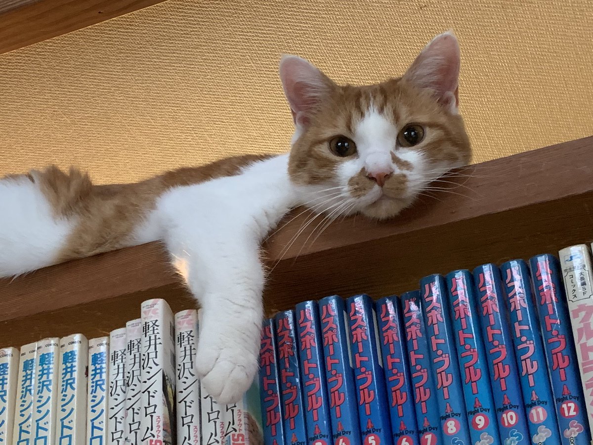 Vz7Ubq2's tweet photo. 今日はここからみんなを眺めてる

#懐かしい漫画ばっかり #猫 #ねこ #猫のいる生活 #猫のいる暮らし #CatsOfTwitter https://t.co/eyd9tih4sG