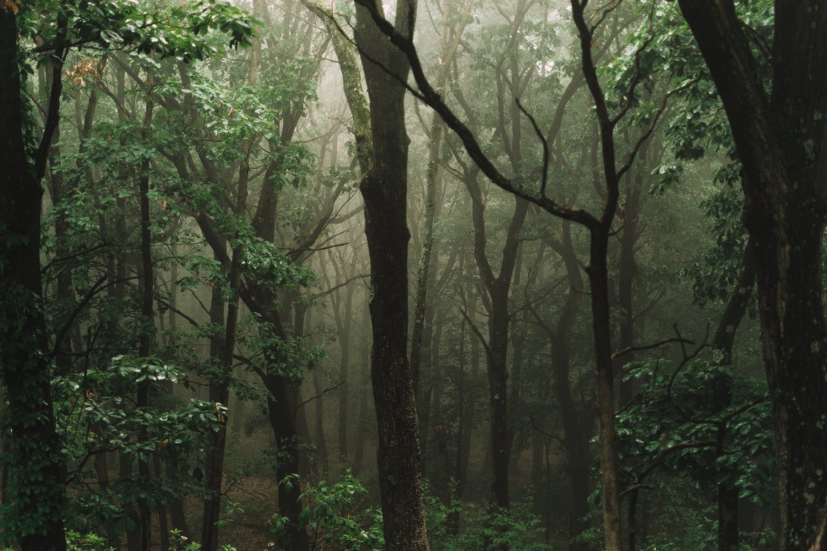 ajanicharles_'s tweet photo. The Woods https://t.co/vo7eOPAMNI