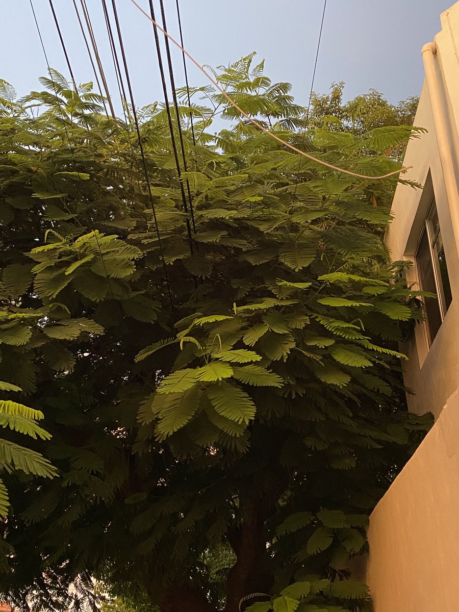 rejacg's tweet photo. @CFE_Contigo para reportar chispas por un árbol que está entre los cables y no es la primera vez! Me dijeron en el 071 que solicite que recorten el árbol para que no siga sucediendo. 
Espero puedan apoyar, ya me que dijeron que el reporte tenía que ser por este medio. https://t.co/vcp5hVYx0R