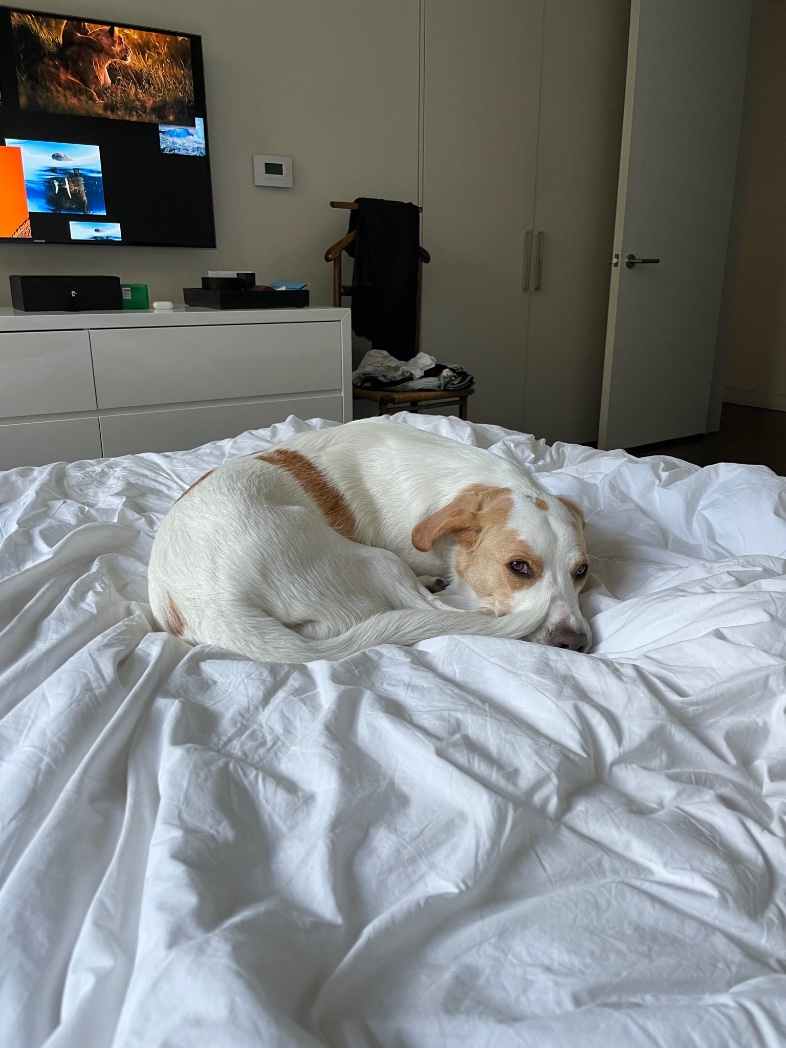 lgt_calvin's tweet photo. Hi #NYC tweet fam, I don’t usually do this but our dog went missing tonight. We believe he’s roaming the streets of lower manhattan on the west side. if you see him, please grab him and shoot me a DM. Please RT and share! https://t.co/oaBrXKBTkO