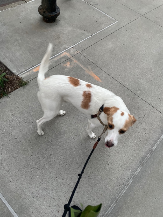 lgt_calvin's tweet photo. Hi #NYC tweet fam, I don’t usually do this but our dog went missing tonight. We believe he’s roaming the streets of lower manhattan on the west side. if you see him, please grab him and shoot me a DM. Please RT and share! https://t.co/oaBrXKBTkO