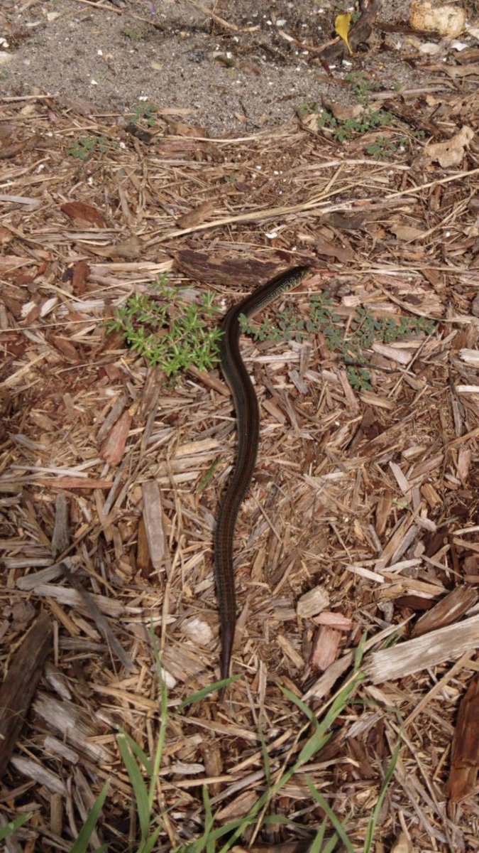 puttsandmutts's tweet photo. Super cool find by my mom today in her yard, this creature looks like a snake but we found out it is actually a harmless glass lizard. Looks like a snake as it doesn’t have legs. Very neat #GlassLizard #FloridaWildlife #TwitterNatureCommunity #Herpetology https://t.co/m3XEPmqApK