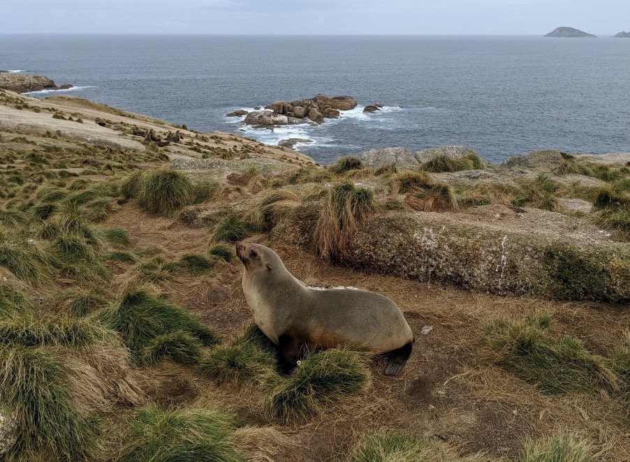 The new #Bulletin is out! How can we foster #diversity in the scientific community? What is it like to be #QueerInSTEMM? Are Aus #furseals vulnerable to enviro changes? Which Aus #frogs are at greatest risk of extinction? And more! 

ecolsoc.org.au/blog/fostering…

📷: @CassieSpeakman