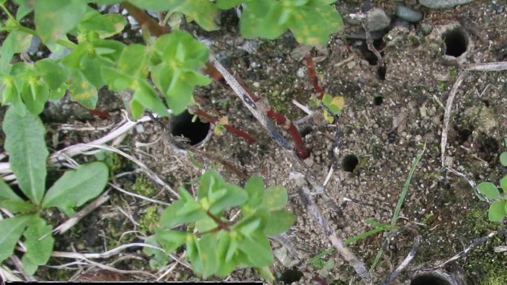 Darwinnernz's tweet photo. In a hole in the ground there lived a hobbit... well actually a trapdoor spider. New  @ecolincnz article shows the conditions that limit the distribution of NZ Cantuaria spiders at https://t.co/oz5Q1fgUqn. Very Shire-like.  @LincolnUniNZ research #Tolkien @WatsonBrick @corvink2 https://t.co/qlkkmnYBai