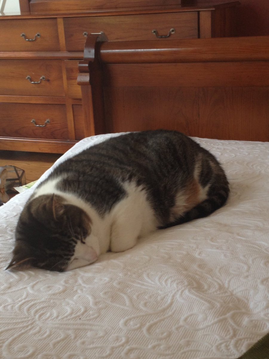 kat kampf tweet media