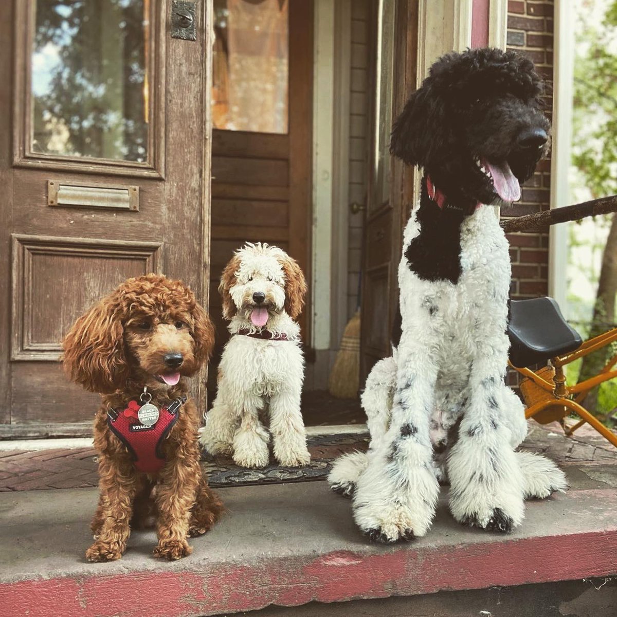 MelanatedDogMom's tweet photo. #themelanateddogmom #blackdogmoms #blackwomenlovedogs #dogsoftwitter #dogs #dogmom https://t.co/d4BLL9V47Q