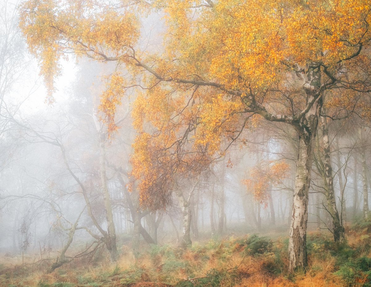 VerityMilligan's tweet photo. Autumn trees 🧡🍁 https://t.co/M7paFddxcY