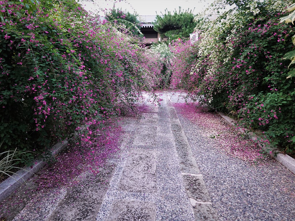 京都 伏見 勝念寺（かましきさん） tweet media