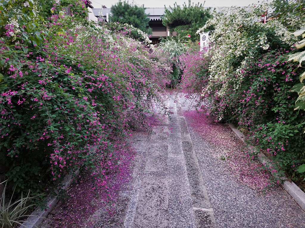 京都 伏見 勝念寺（かましきさん） tweet media