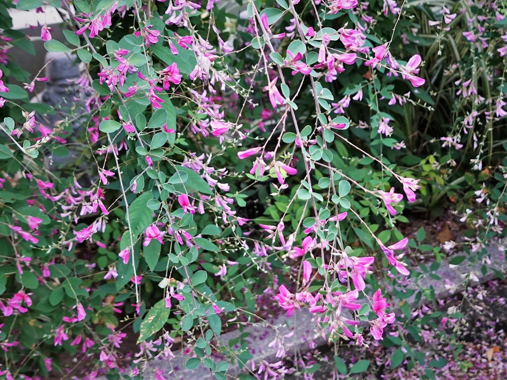 京都 伏見 勝念寺（かましきさん） tweet media