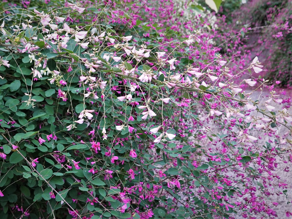 京都 伏見 勝念寺（かましきさん） tweet media