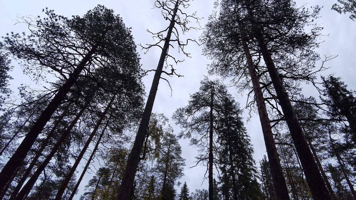 Tällainen mänty varastoi 10000 1 metrin mittaisen taimen hiilen. Neulasten hiilensidonta-ala vastaa noin 100 taimea. Kuvan 15v taimikko ja tuore avohakkuu eivät ole hiilinielu pitkään aikaan. Silti vanhojen metsien hakkuita väitetään ilmastoteoksi. /Risto twitter.com/Metsahallitus/…