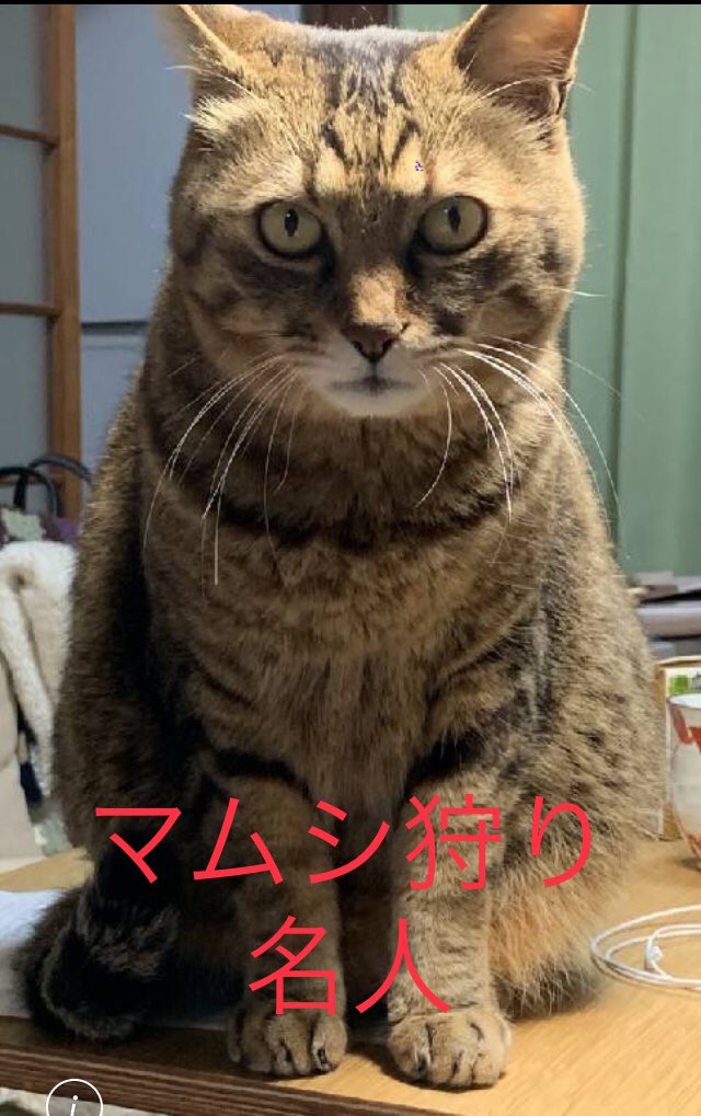 猫で中国語のtwitterリアルタイム検索結果 Meyou ミーユー