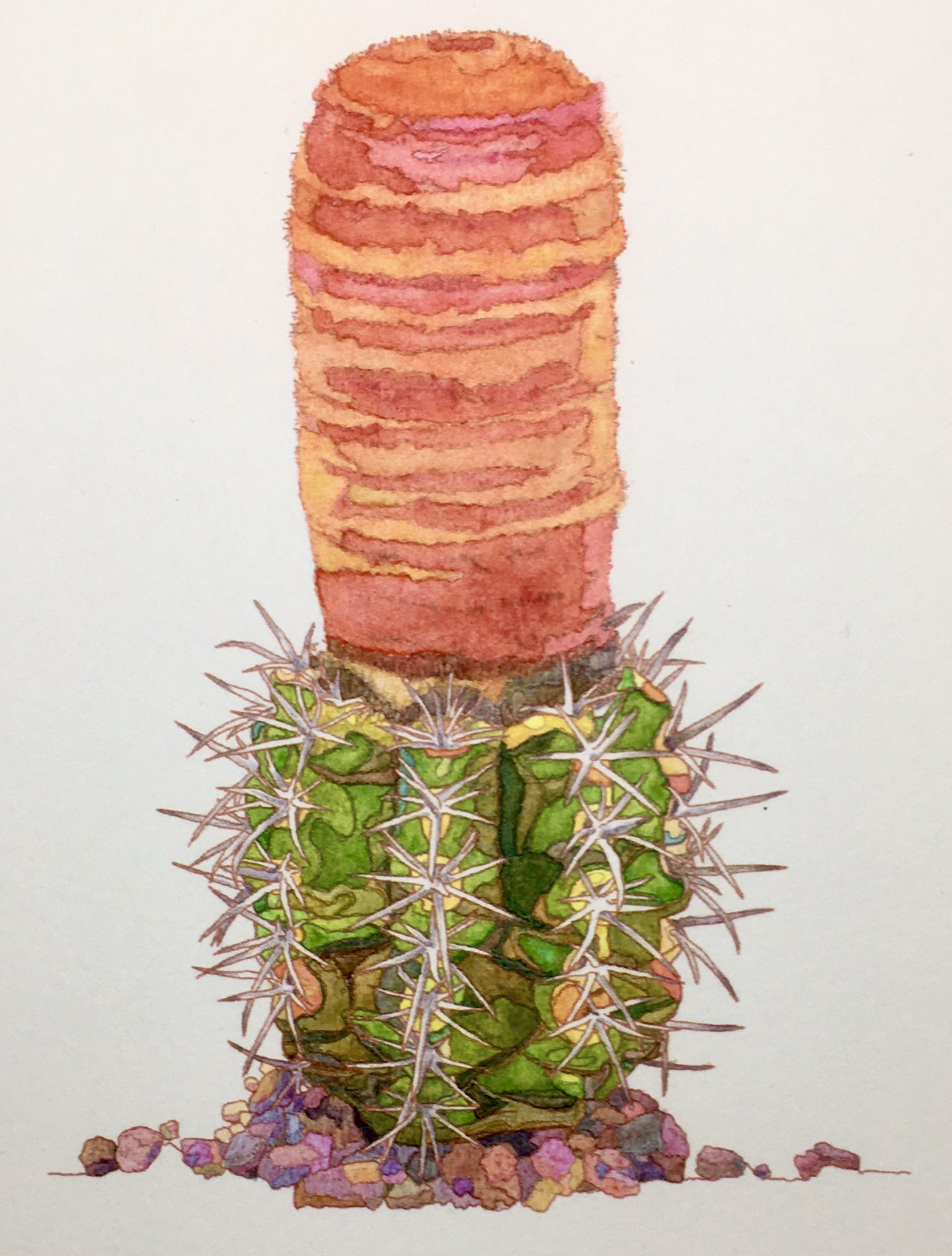 ぬり絵画 メロカクタス サボテン 好みはあると思うけど このサボテンのフォルムや色 可愛いなぁ ぬり絵画 水彩色鉛筆 ステッドラー 水彩画 サボテンぬり絵 メロカクタスぬり絵 大人のぬり絵 Coloring ボタニカルアート サボテンイラスト
