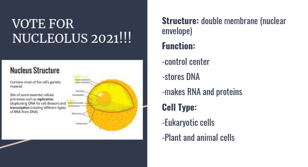 nucleolus21's tweet photo. The nucleolus takes up over half the nucleus in the cell. It is known as the "ribosome factory" containing DNA, RNA, and making it possible for proteins to be made in the cell. Without the nucleolus, the cell would die. Vote for me to save Eukarya!! @murphyapbio https://t.co/xjMIPKuR22