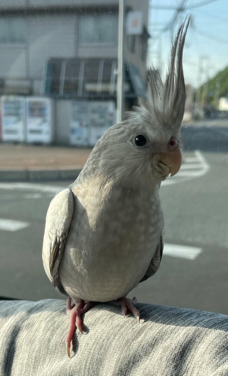オカメインコさま専用ページ 【公式通販】