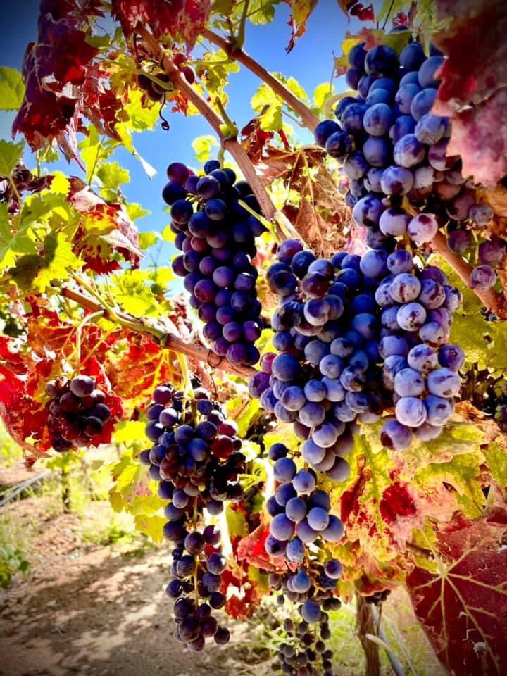Our harvest this fall is extraordinary - beautiful fruit, perfect dry weather, cool nights and warm days produce wonderful, dense &amp; flavorful #azwines from our #azvineyard.