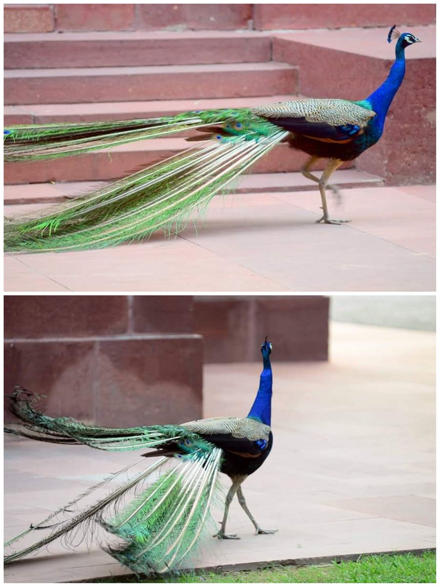 Peacock Strolling #nature #national bird#Pride of India https://t.co/tTpL0ONmkl