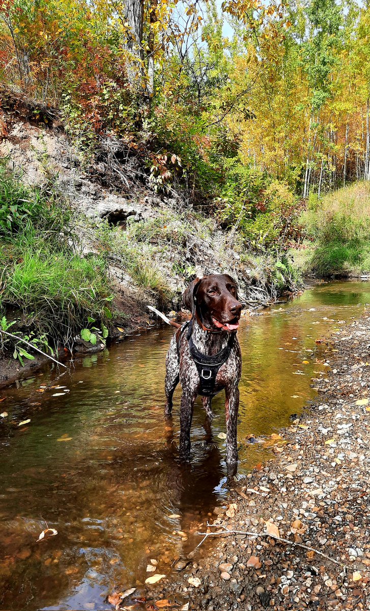 UnleashedExplo1's tweet photo. Exploring #unleashedexplorers #fall #yeg #ravine https://t.co/40dKdC5e0A