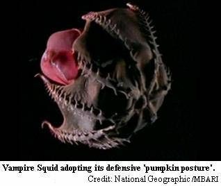 Nut Nelson tweet media