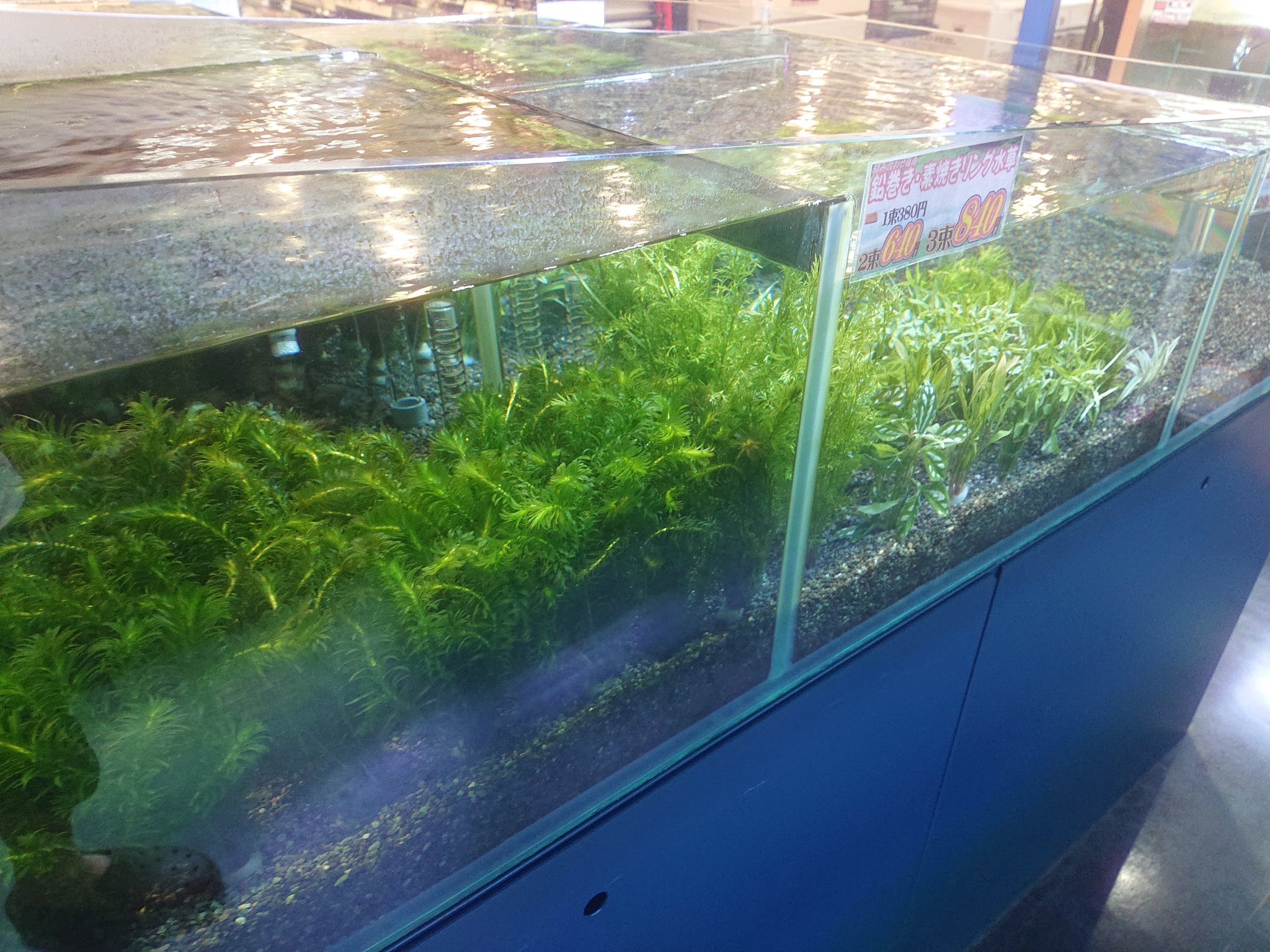 初めてのアクアリウム Twitter Search Twitter