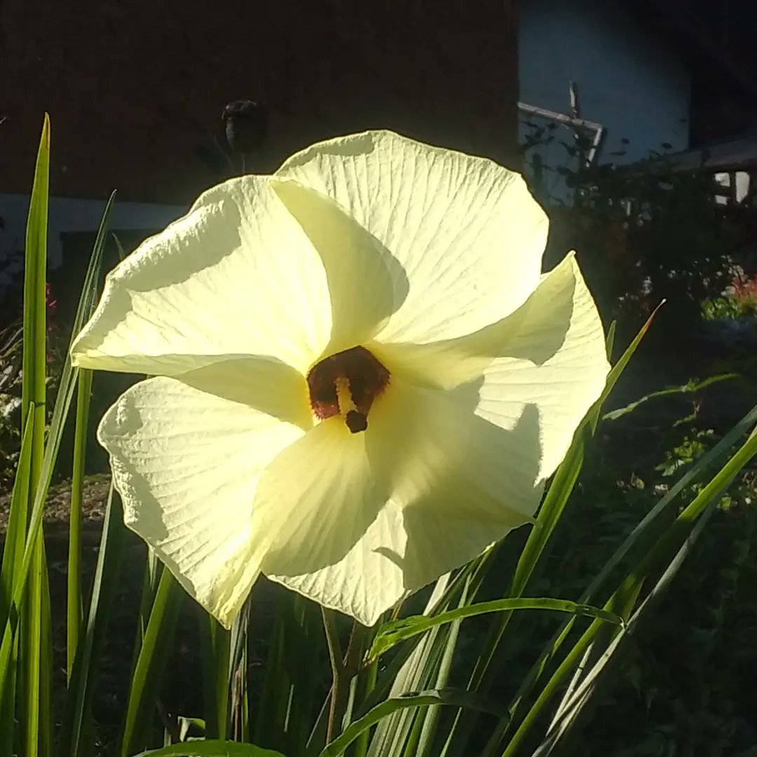 公財 鹿沼市花木センター公社 この花は何の花 正解はオクラです 綺麗でしょう 2枚目には食べるオクラも確認できます 3枚目は近くに生えていた子供です 鹿沼市 鹿沼市 花木センター 花木センター 花 ガーデニング 寄せ植え 観葉植物 多肉植物