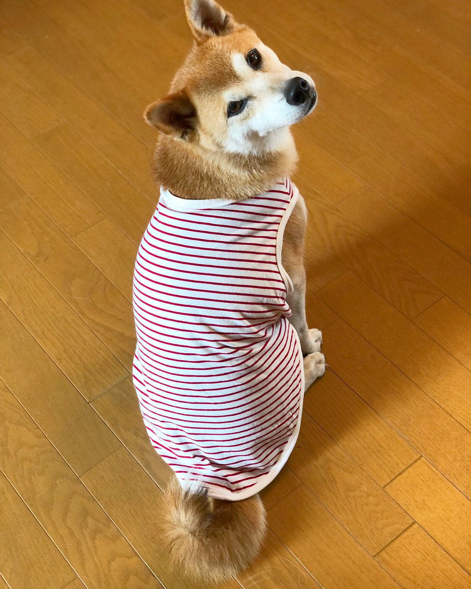 笑える 泣ける 動物スクープ100連発 Twitter Search 笑える 泣ける 動物スクープ100連発 Twitter Search
