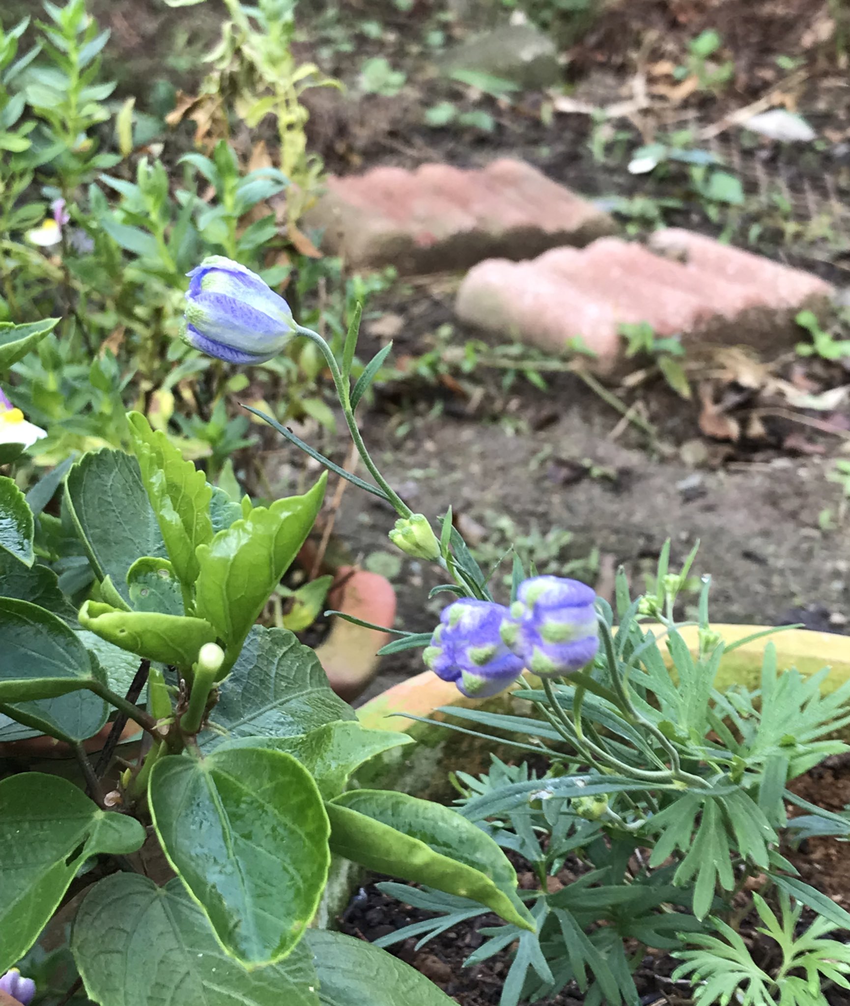 おやねこ 夏越ししたチアブルーに蕾がついた 花開くのをドキドキしながら待ってます しかし何故そんなに傾いてるんだい デルフィニウム チアブルー T Co Oa70pv8b2w Twitter