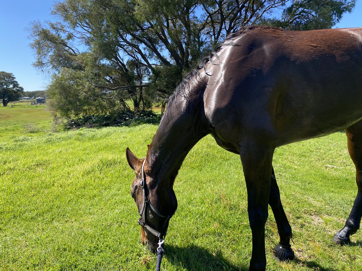AlanaVPhillips6's tweet photo. #YanahaNavajo living the dream. Nothing like a swim followed by a snack on a nice warm day. #NavajoPacing https://t.co/ltDdPQwa4u