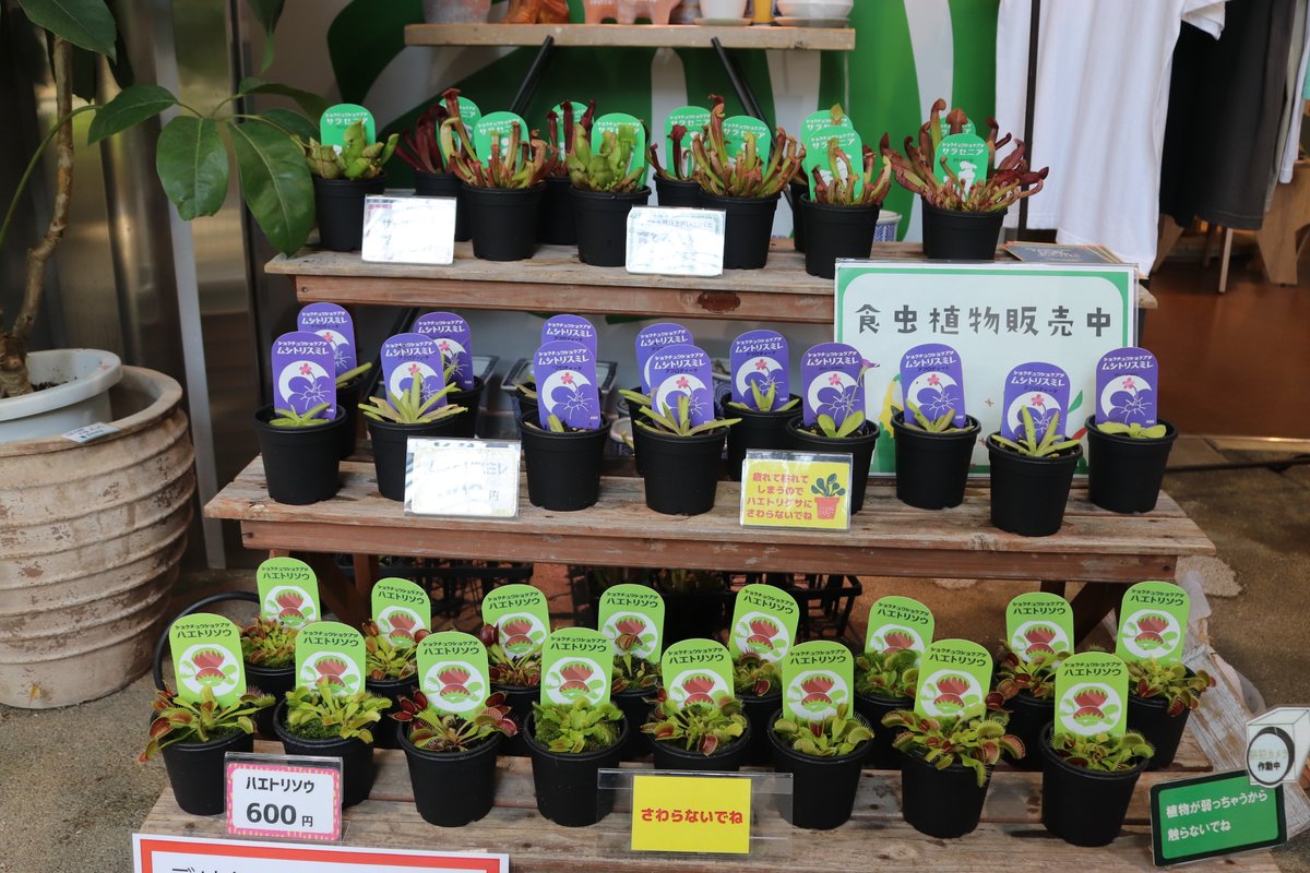 咲くやこの花館 食虫植物 好評販売中 大人気の ハエトリグサ をはじめ サラセニア や ムシトリスミレ 等の食虫植物を 1fミュージアムショップにて購入できます なくなり次第終了 咲くやこの花館 虫を食べる植物展 咲くやこの花館 食虫植物 好評販売中 大人気の ハエトリグサ をはじめ サラセニア や ムシトリスミレ 等の食虫植物を 1fミュージアムショップにて購入できます なくなり次第終了 咲くやこの花館 虫を食べる植物展