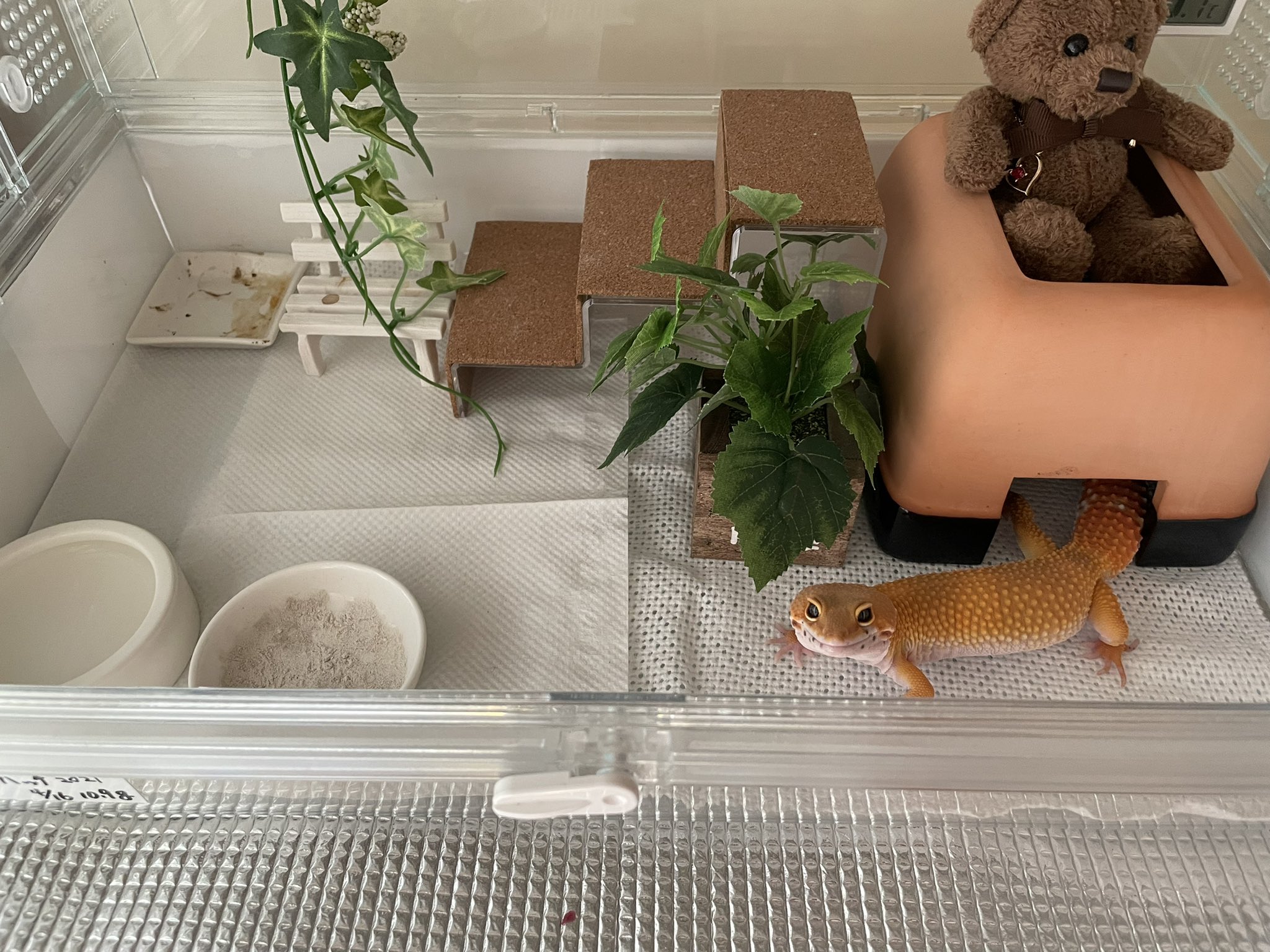 爬虫類　レイアウト　バックボード　グラスハーモニー 爬虫類レイアウトバックボードグラスハーモニー