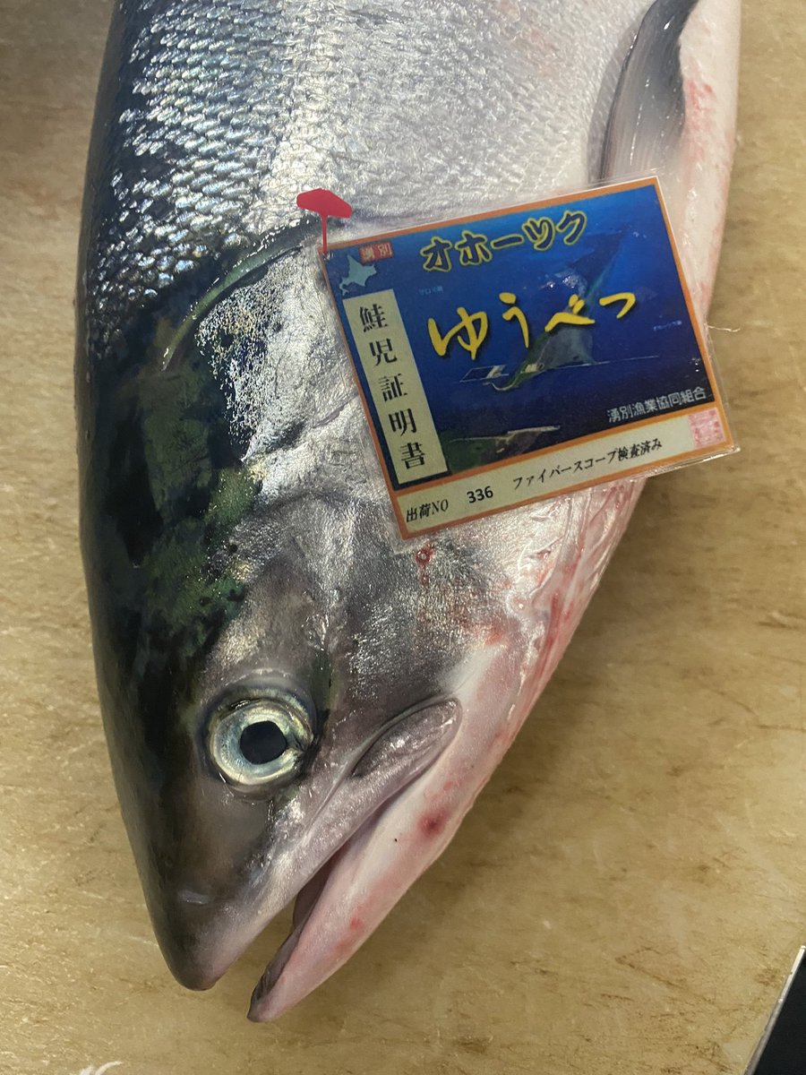 津本式ジョニジョニジョ兄 津本式 究極の血抜き 北海道産 天然紅鮭 時シラズ 天然銀鮭 天然キングサーモン スチールヘッド 鮭児 の頭 津本式7つ星仕立て屋チーム ハイクオリティーフィッシュ専門 津本式ジョ兄一派 Crazyfish お魚terrorist これが