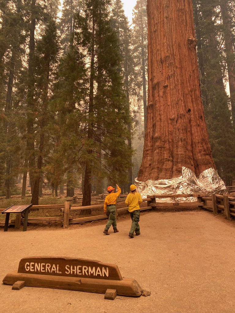 Today our <a href="/NewsHour/">PBS News</a> crew got an up close look at efforts to save the world’s largest tree (by volume) and other majestic giants from the fires in Sequoia National Park. Report coming soon. #KNPComplex