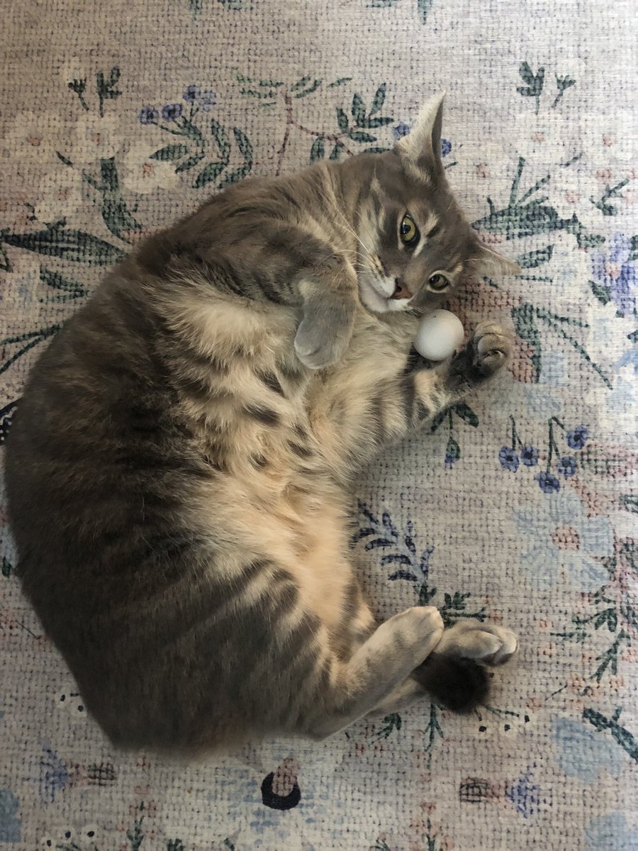 Emil Hvitfeldt tweet media