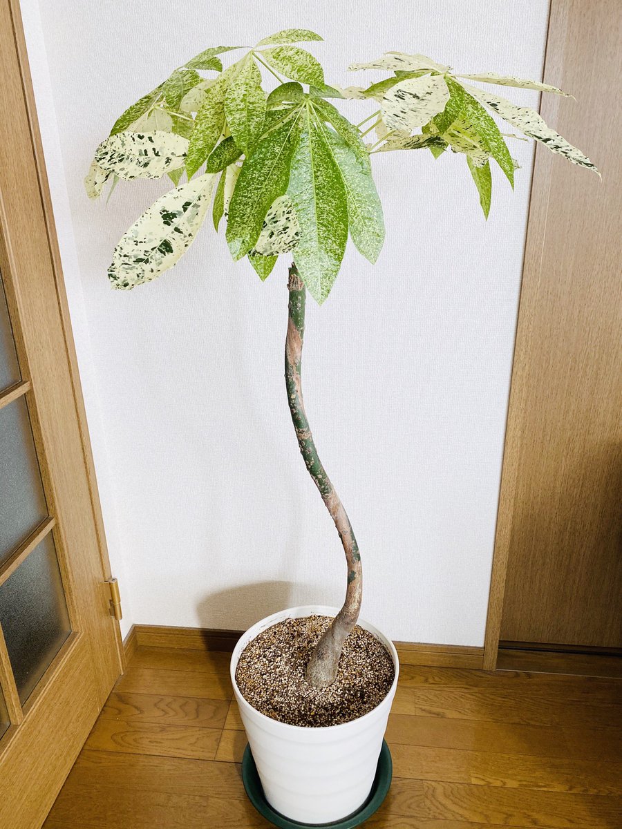 パキラミルキーウェイ