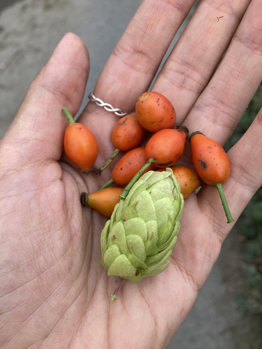 ayioynatiyorum's tweet photo. Bu sabah rastladıklarım 🧡💚 #humuluslupulus #şerbetçiotu #kuşburnu #floraofturkey https://t.co/qALQmwB7dC