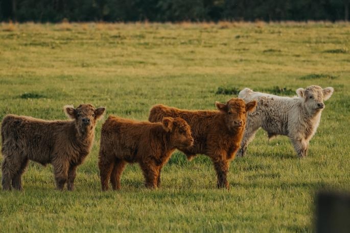 #Koeiemorgen!!! Wat een prachtige knuffelbeesten🥰😍. Kalfjes van Schotse Hooglanders..... Wat mooi!!!
Bedankt <a href="/boerenbeef/">BoerenBeef</a> en mce_fotos 👌
#koeblijboerblij #poah #mooi #man #real #live #knuffels #bij #boerenbeef #wat #is #dat #schattig😁