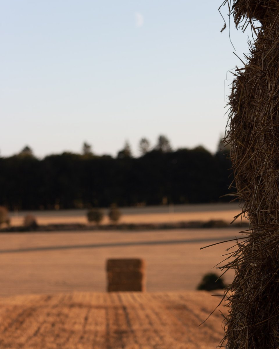Bales in the sunset.
.
.
#crops #wheat #bales #farming #agriculture #agripics #aberdeenshire #bestofourshire #loveaberdeenshire #visitabdn #scotlandscenery #yourscotland #scotlandgreatshots #aberdeenblogger #Tifty #Fyvie